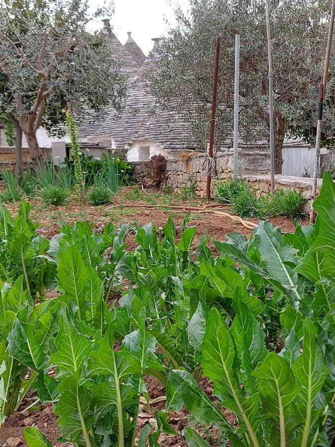 Il Trullo Di Giada E Mattia Villa Alberobello Eksteriør bilde